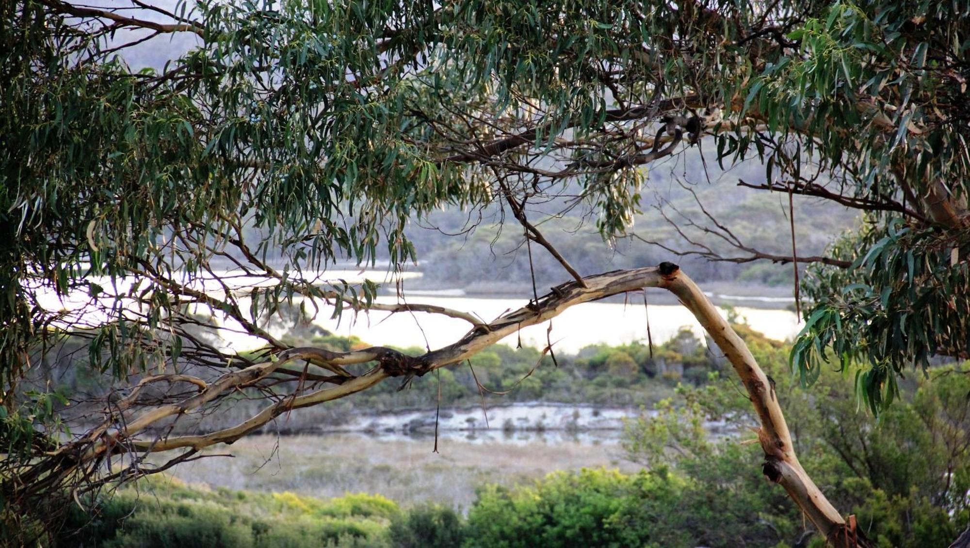 Kingfisher Cottage Beachfront At The Binalong Bay Buitenkant foto
